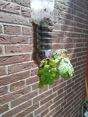 Vor einer roten Klinkerfassade hängt eine PET Flasche. In ihr ist Blumenerde. Aus einer Öffnung am Ende der Flasche ragt eine Tomatenpflanze, die bereits erste noch grüne Tomaten trägt. Bild: VHS Oldenburg.