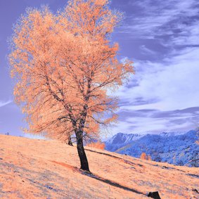 Eine Landschaft in verfremdeten Farben: Ein rosaner Hügel mit einem rosanen Baum vor einem lilanen Himmel.