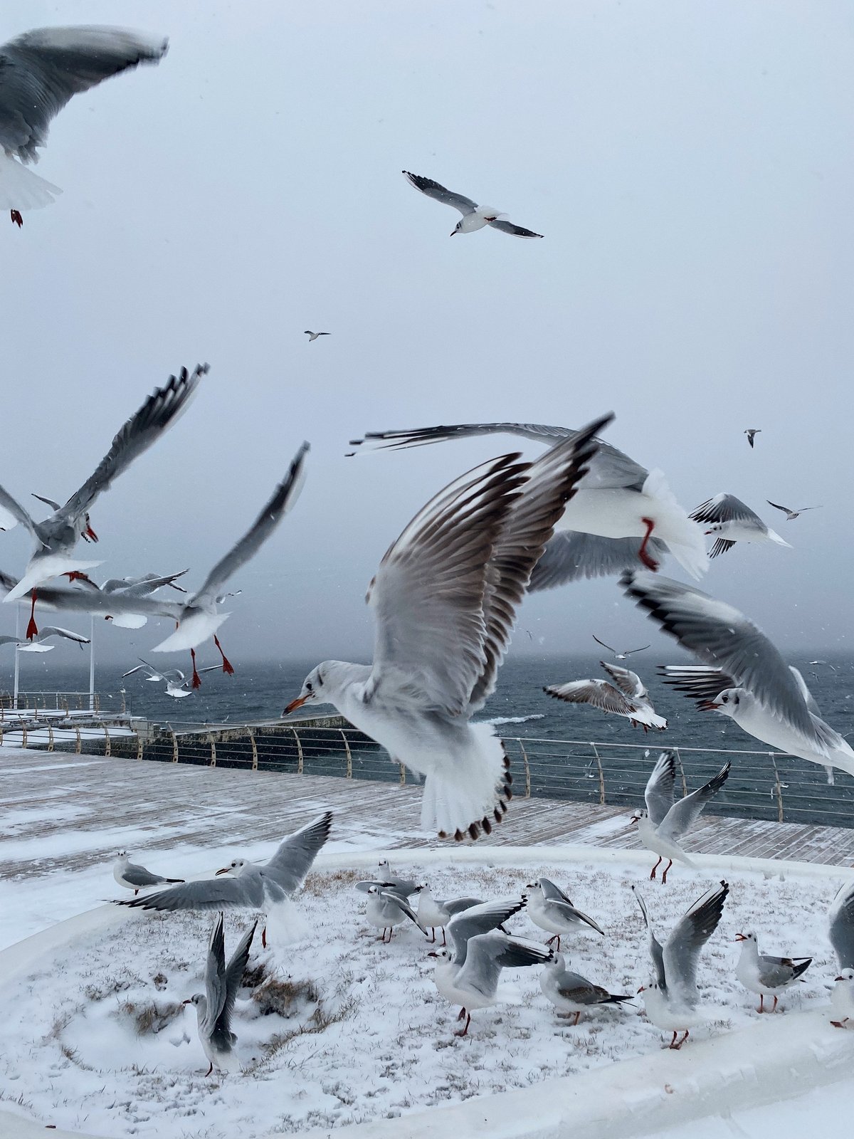 Bild: Vladyslav Zhelieznyi Möven fliegen am Meer.
