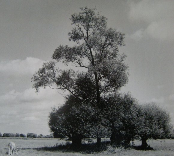 Schwarz-Weiß-Fotografie einer alten Eiche auf einer Weide. am Rand grast eine Kuh. Bild: Gisbert Kleinhalz