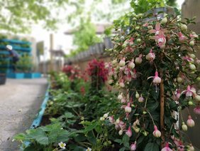 Fuchsien in einem der Beete. Bild: VHS Oldenburg