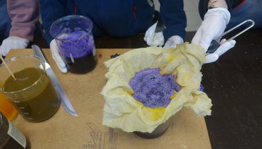 Aus Rotkohl wird lilane Farbe hergestellt. Bild: Stadt Oldenburg