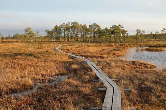 Ein Moor in Estland.