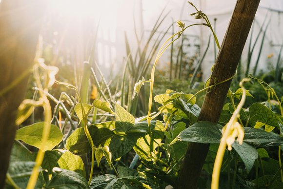 Ein natürlicher Garten
