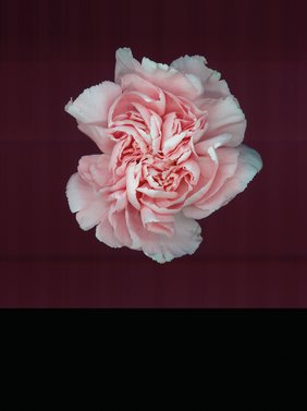 Scanogramm einer rosanen Pfringsrose. 