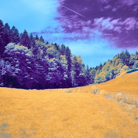 Eine Landschaft in verfremdeten Farben: Ein gelbes Feld vor einem grün-gelb-lilanem Wald vor einem blau-lilanen Himmel..