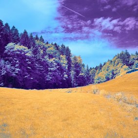 Eine Landschaft in verfremdeten Farben: Ein gelbes Feld vor einem grün-gelb-lilanem Wald vor einem blau-lilanen Himmel..