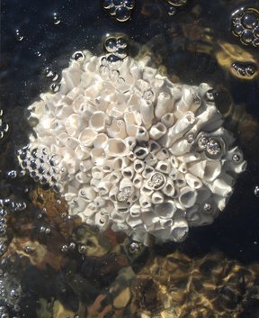 Objekt Anthozoa Nr. 1 von Petra Timmas