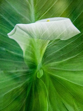 Fotografie einer „Calla“ – Bild: Oldenburger Photo-Amateure