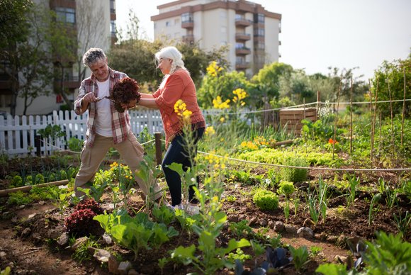 Zwei Personen ernten Gemüse im Garten.