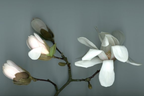 „Sternmagnolie“, (2019, Scanografie) – Bild: Peter Hoeltzenbein