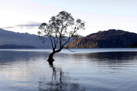 Eine Weide steht mitten im Wanaka See. Bild: Peter Klaus Andreas Biermann