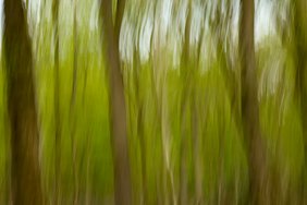 Laufbäume in Unschärfe