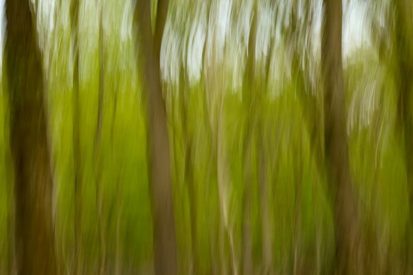 Laufbäume in Unschärfe