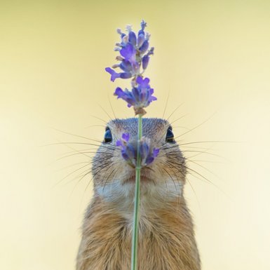 Fotografie eines zwiesels hinter einer lilanen Blume. Bild: Ina Schieferdecker.