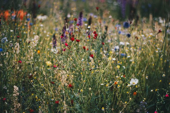 Eine Wildblumenwiese