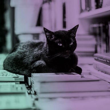 Motiv der Sparte 7. Eine Katze liegt auf Büchern. 