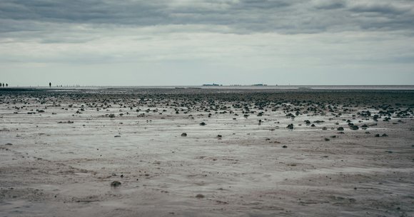 Bild: Pexels Das Wattenmeer