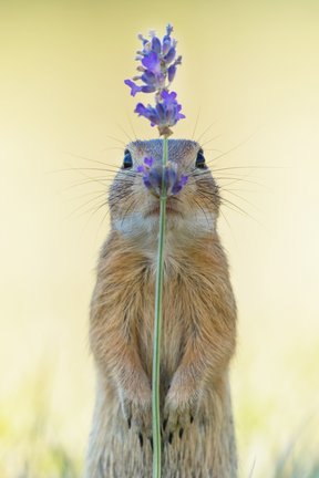 Versteckspiel mit dem Ziesel (DE, Animals, Gesamtsieg) ▪ Bild: Ina Schieferdecker 